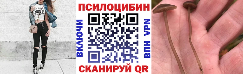 Галлюциногенные грибы Psilocybe  Зея 